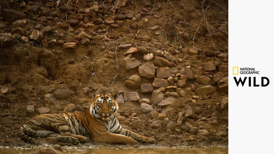 Тайны дикой природы Индии S1E2 - Хищники джунглей