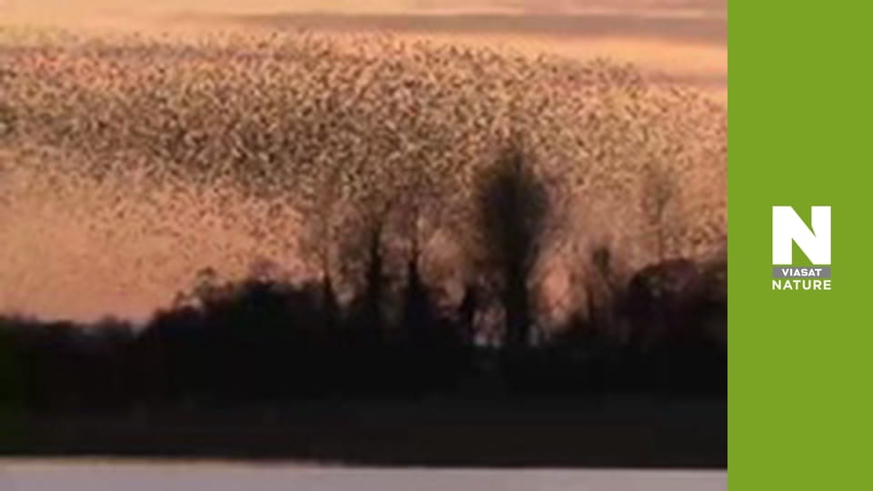 Птицы - Совместная жизнь