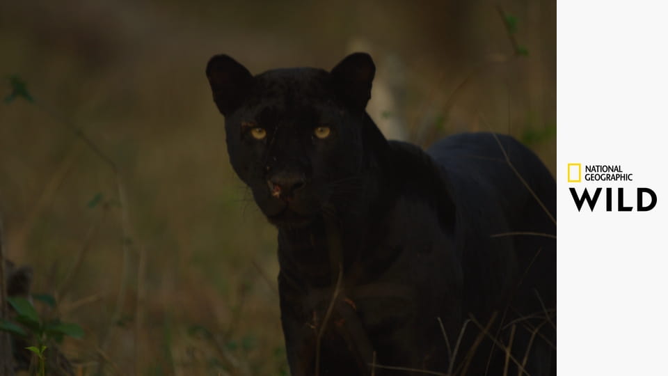 Настоящая черная пантера