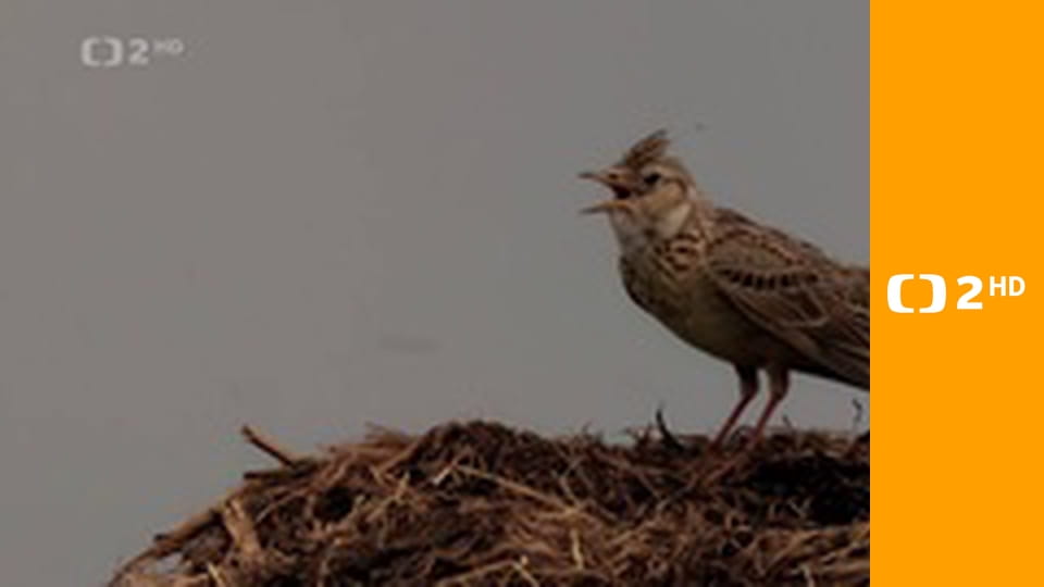 Moták lužní - ten, který létá v polích