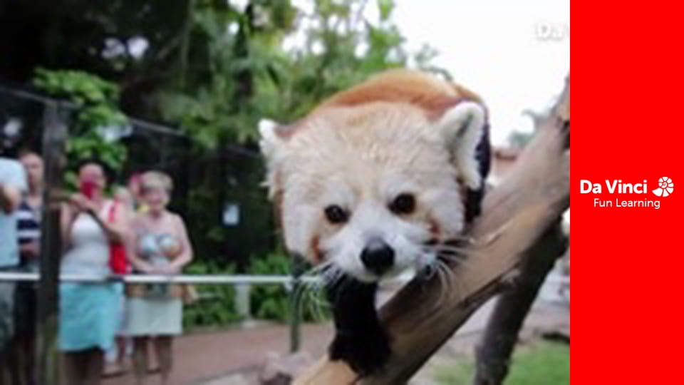 Посольство животных - Детские косатки.