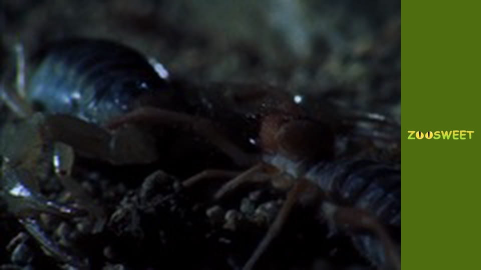 Особливий загін - серія 3