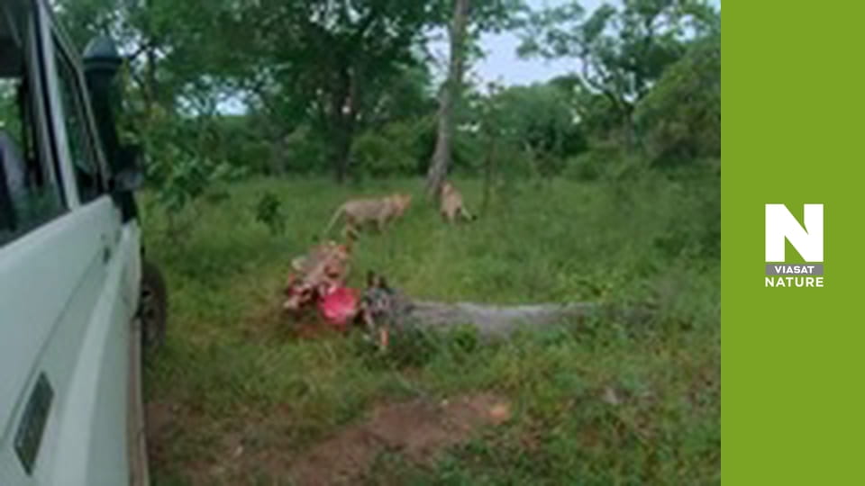 Рятувальники тварин у Малаві - Сезон 2 - Будинок на острові