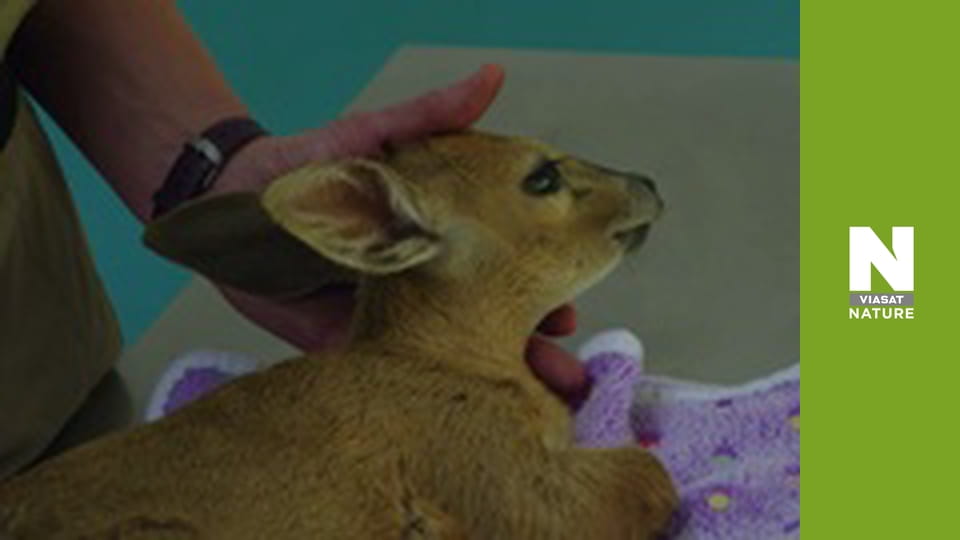 Рятувальники тварин у Малаві - Сезон 2 - Будинок на острові