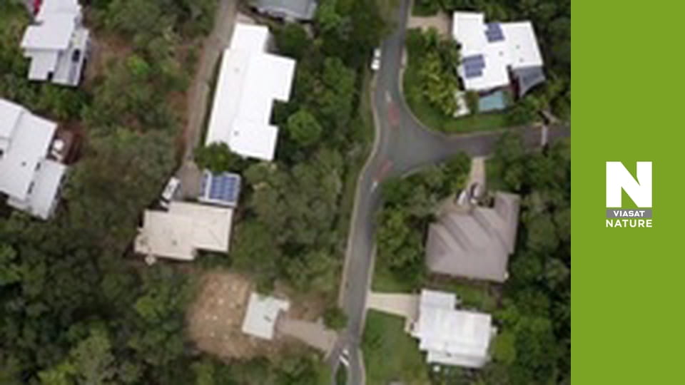 Австралійські змієлови - Гра в хованки