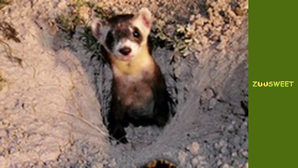 Боротьба за виживання, Сезон 1, Випуск 14