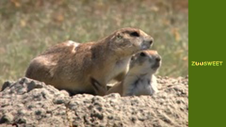 Боротьба за виживання, Сезон 1, Випуск 14
