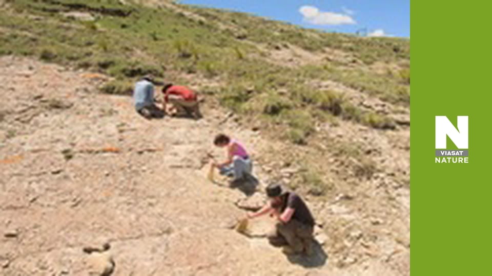 У пошуках загублених звірів - Таємниці смертоносного тиранозавра