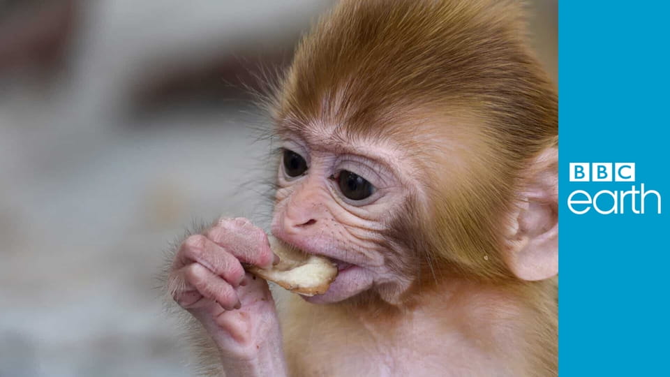 Spy in the Wild S2E2 - The North