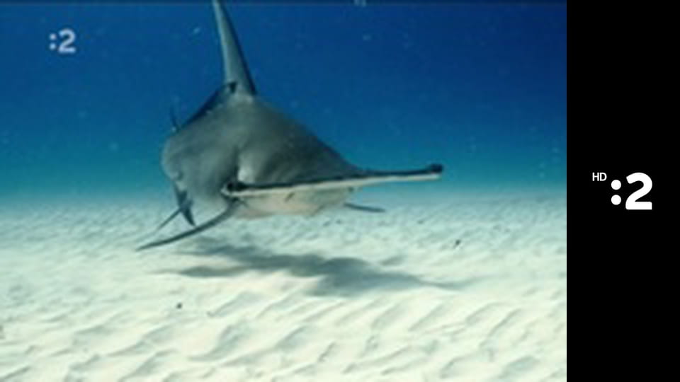 Čudná príroda E19