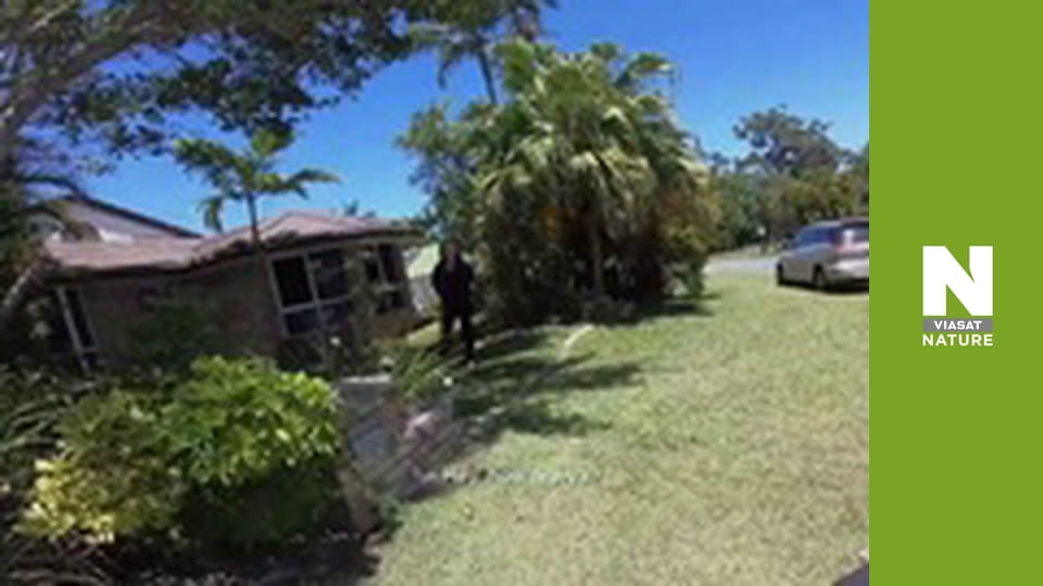 Австралийские змееловы - Ужас в спальне