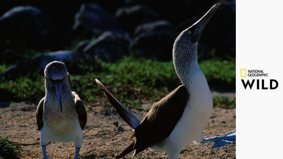 Необычная природа экватора S1E1 - Галапагосы