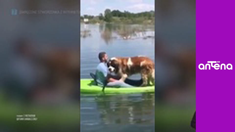 Zakręcone stworzonka z Internetu S1E2