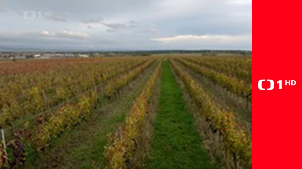 Kluci v akci - Představujeme vítězné regionální potraviny v Jihomoravském kraji