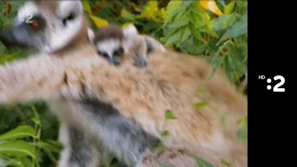 Slimák Maťo a škriatok Klinček E1 - Ako slimák Maťo vychoval lastovičku