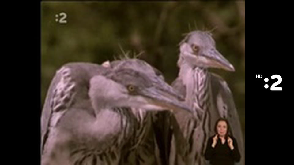 Trpaslíci E55 - Smajlivareška – Smajlitapenáda