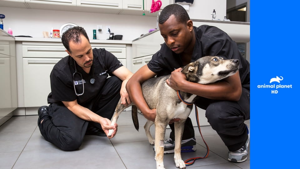 Будни ветеринара S1E5