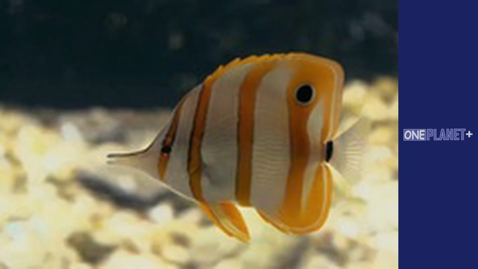 Искусство Пространства. - cерия 27