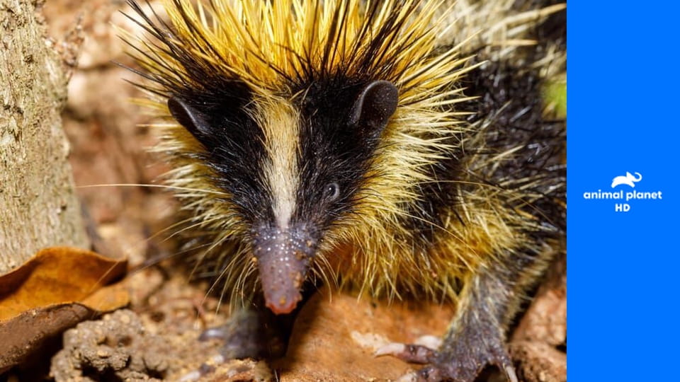 Маленькие гиганты S1E6 - Броненосец Юрского периода