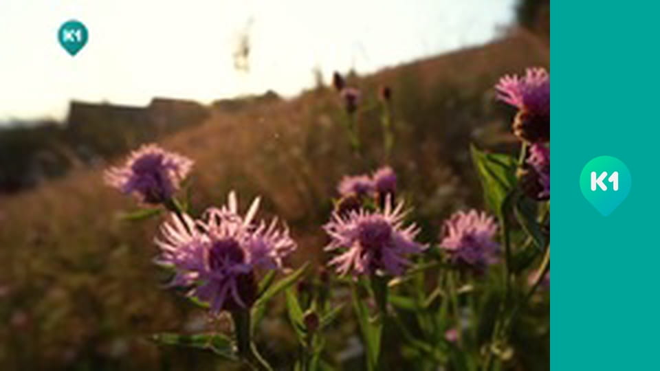 "Пригоди з Яною Метьолкіною".