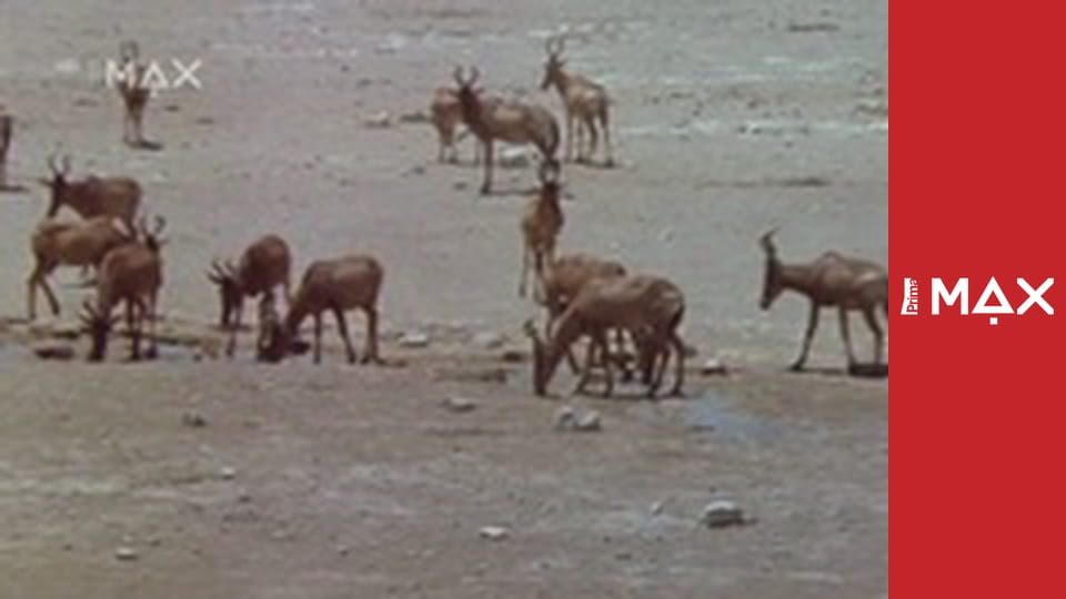 Bohové musí být šílení