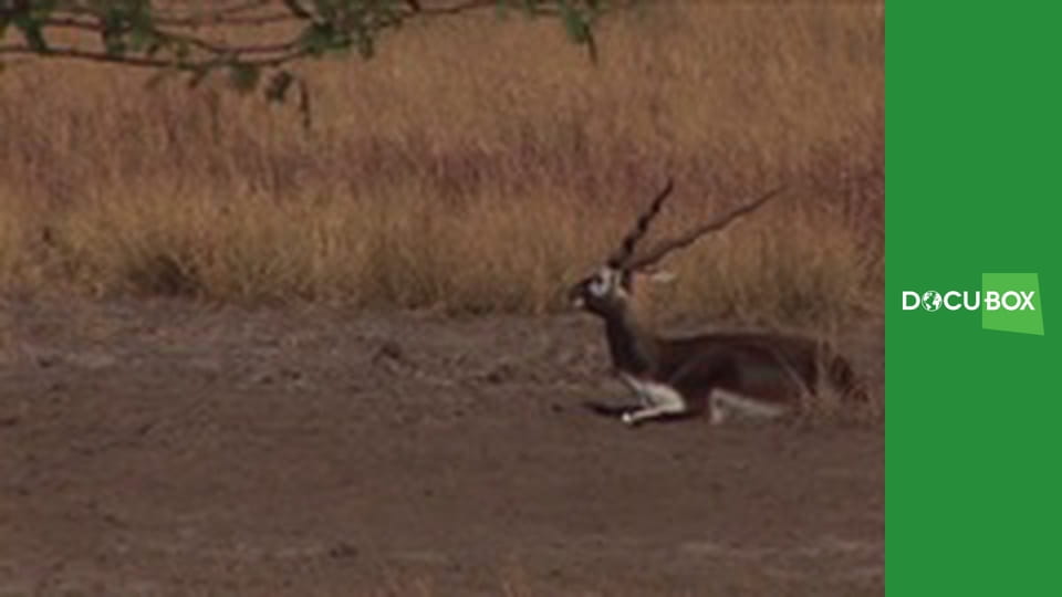 Wyprawa do Indii S2E5