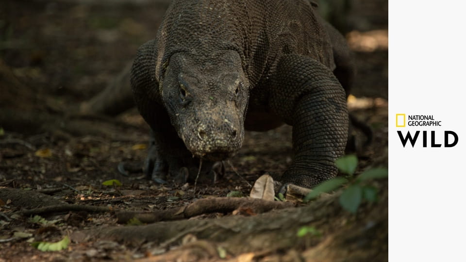 День дракона