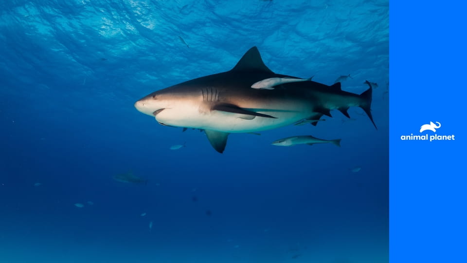 Осторожно, опасные животные S3E3