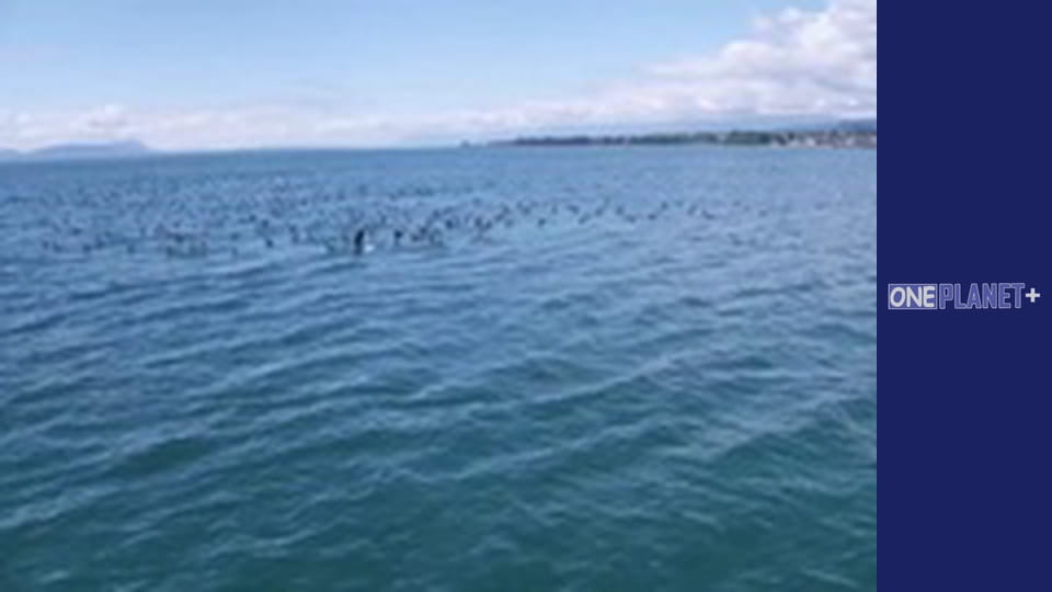 У пошуках знань. - серия 27