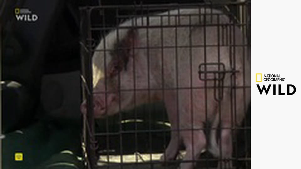 Skvělý dr. Pol S20E13 - Prasečí pedikúra