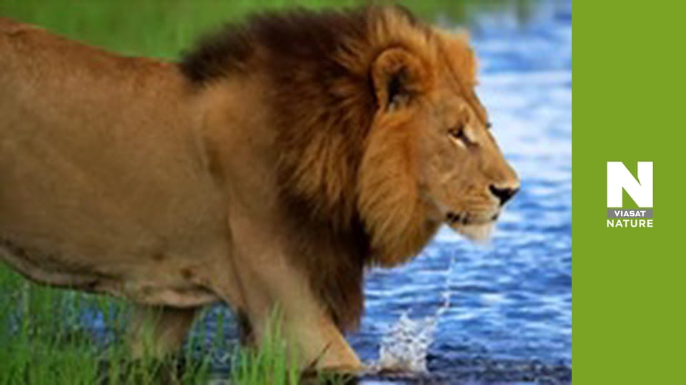 Безкрайня Африка - Маламала