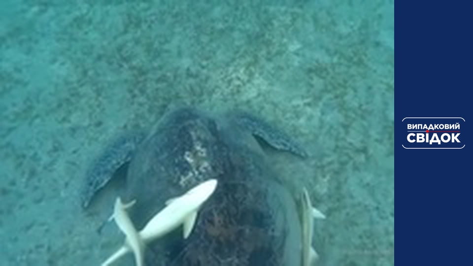 Случайный свидетель. Вокруг света, Выпуск 6