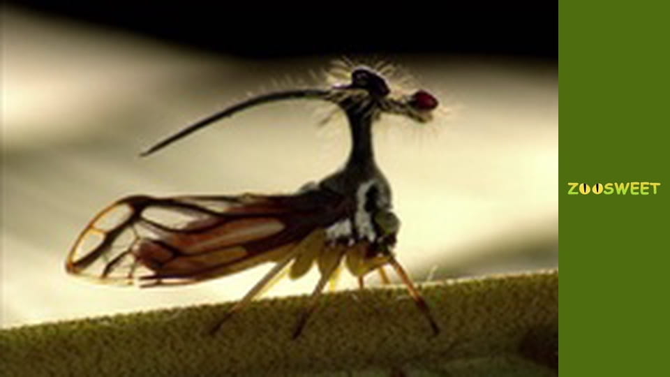 Дикі тварини - серія 8