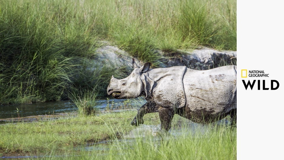Африканские речные титаны