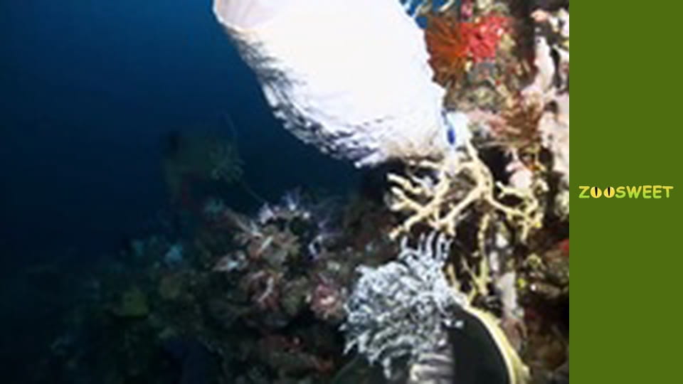 Мои друзья животные. Подводная миссия - серия 17