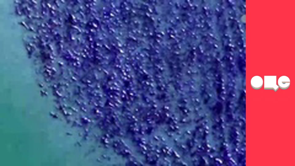 Т/с "CSI: Місце злочину - Маямі", 7 сезон, 13 с.