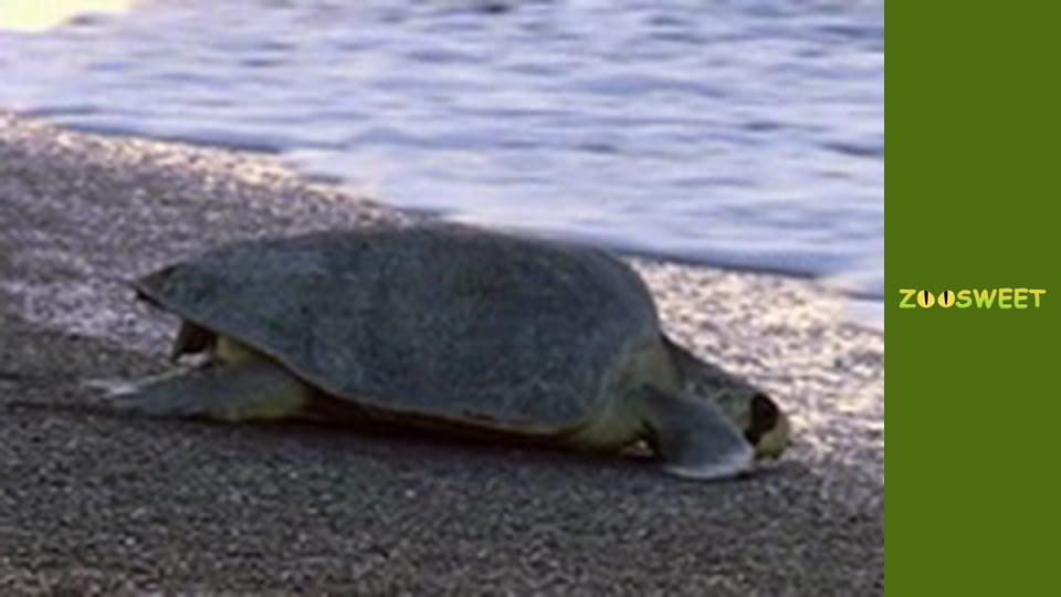 My friends are animals. Baby animals - episode 21