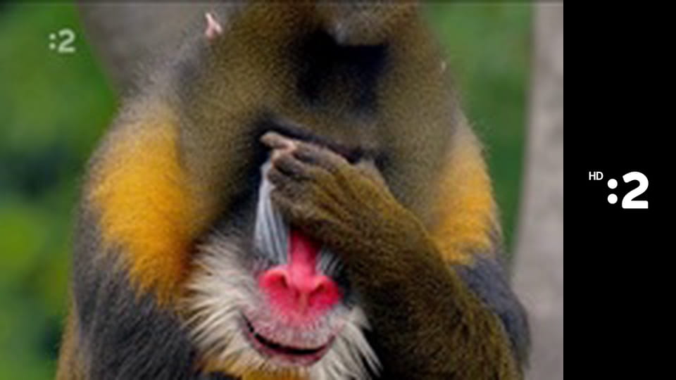 Zázračný miniateliér E73 - Cviklová mačka v čokoláde + mačka z chlebíčka