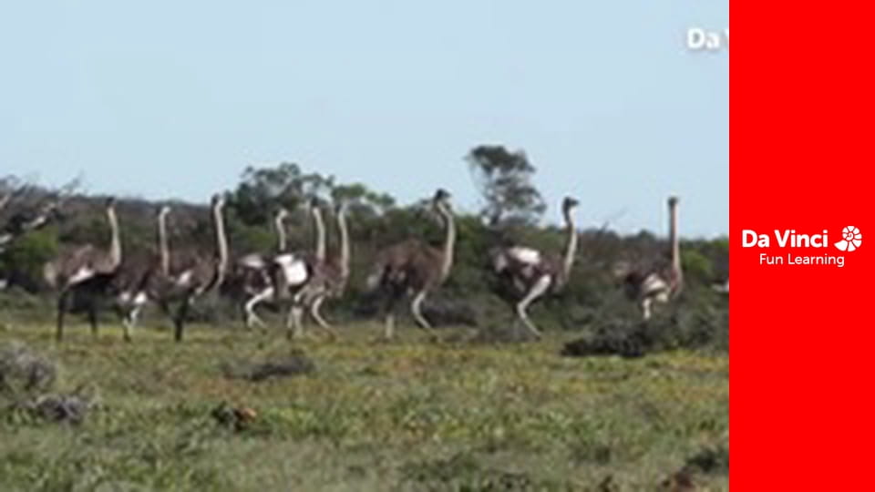 Siyaya - Wildest Cape - De Hoop - Place Of Hope