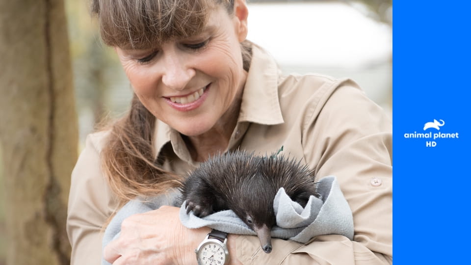 Зоопарк Ирвинов S4E3 - Чудо-валлаби