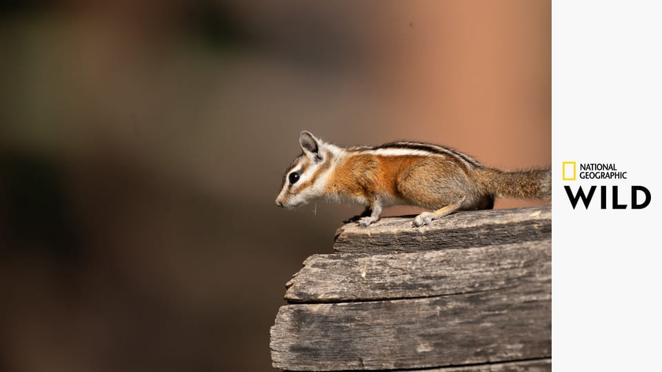 Просторы Америки S2E1 - Вглубь Большого Каньона