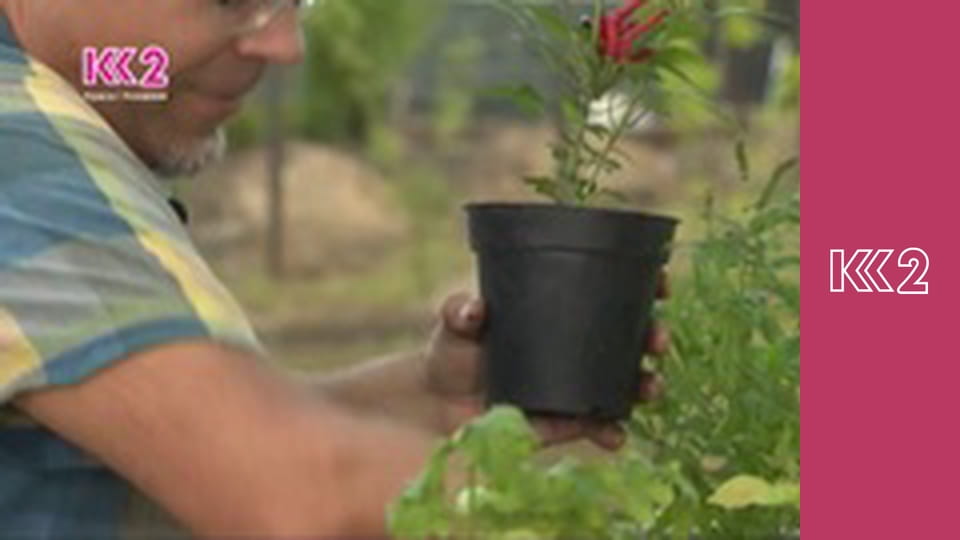 Удачний проект S1E2