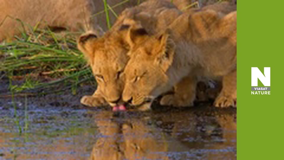 Безкрайня Африка - Болота Окаванго