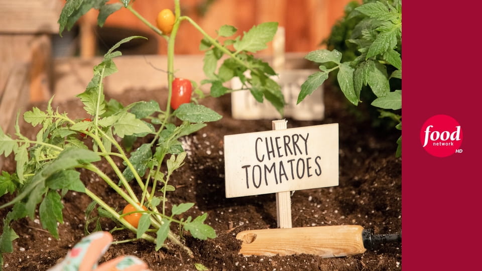Чемпионат юных пекарей S9E7 - Лакомства для щенков