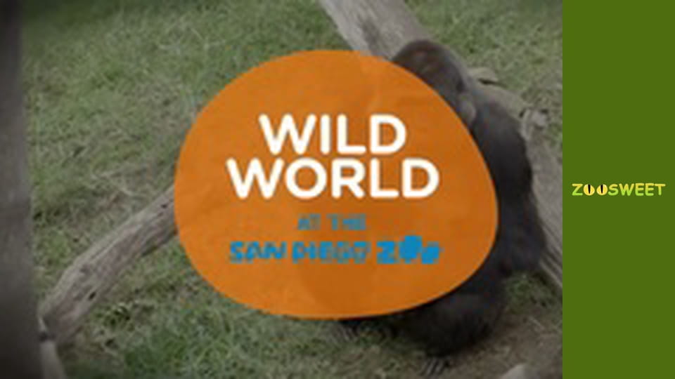 Wild World at the San Diego - episode 17