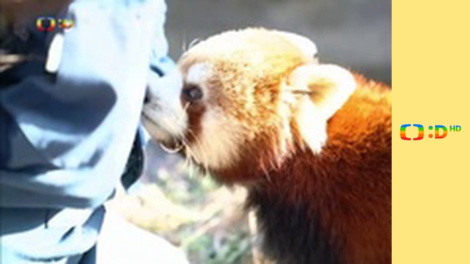 Madagaskar: Malá divočina