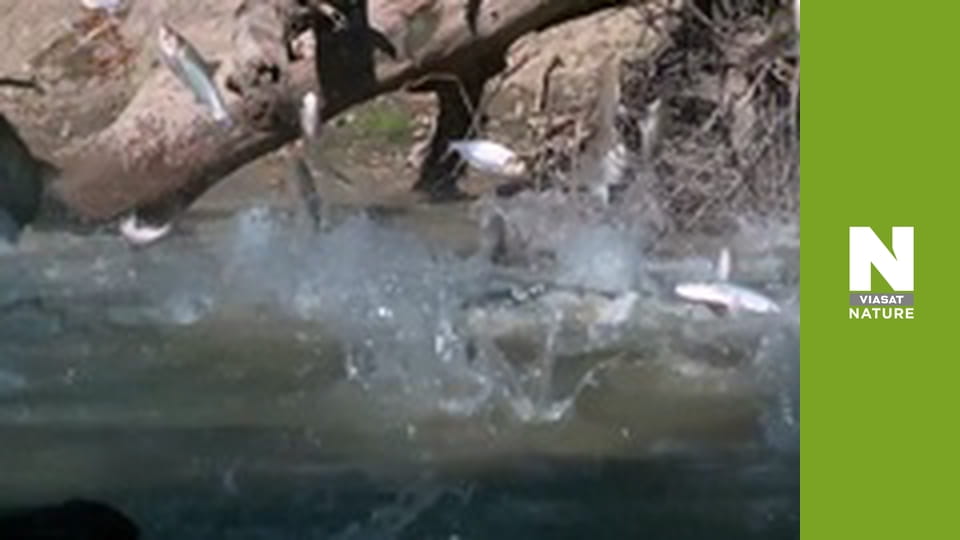 Великі озера - Джерело моря