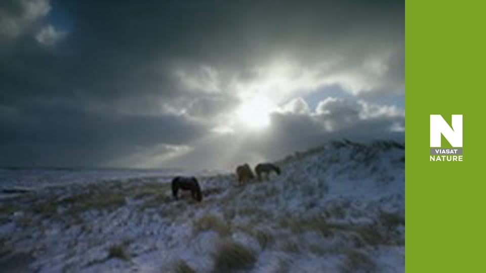 Дика Канада - Літо