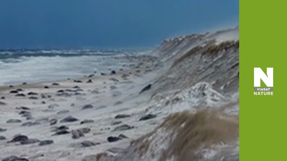 Дика Канада - Літо