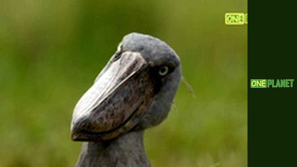 Америка. Большое путешествие, 13 эп.